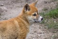 Purebred Dingo Puppy, Victoria, Australia, August 2018