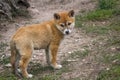 Purebred Dingo Puppy, Victoria, Australia, August 2018