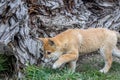 Purebred Dingo Puppy, Victoria, Australia, August 2018