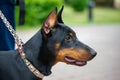 Portrait of a purebred doberman dog on a leash Royalty Free Stock Photo