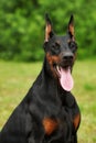 Portrait of purebred doberman pinscher Royalty Free Stock Photo