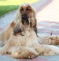 Portrait of the purebred dog breed Afghan Hound