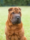 Portrait of a purebred dog Chinese Shar-Pei Royalty Free Stock Photo