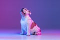 Portrait of purebred dog, english bulldog posing isolated over studio background in neon gradient pink purple light Royalty Free Stock Photo