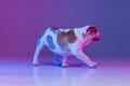 Portrait of purebred dog, english bulldog posing isolated over studio background in neon gradient pink purple light Royalty Free Stock Photo