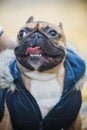 Portrait of purebred french bulldog. Cute dog in overalls Royalty Free Stock Photo