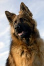 Portrait of a purebred german shepherd Royalty Free Stock Photo