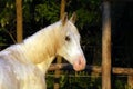 Portrait of a purebred gray arabian stallion. Closeup of a young purebred horse. Purebred young shagya arabian horse posing at Royalty Free Stock Photo