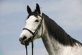 Portrait of a purebred gray horse rural scene Royalty Free Stock Photo