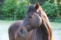 Portrait of a purebred horse outdoors. Extreme closeup of a purebred domestic horse. Equestrian life Royalty Free Stock Photo
