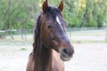 Portrait of a purebred horse outdoors. Extreme closeup of a purebred domestic horse. Equestrian life Royalty Free Stock Photo