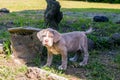 Portrait Of Purebred Neapolitan Mastiff Puppy