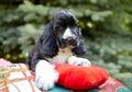 Portrait of a purebred puppy of an English Cocker spaniel. The dog lies on a blanket and looks into the frame. The color is white