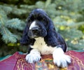 Portrait of a purebred puppy of an English Cocker spaniel. The dog lies on a blanket and looks into the frame Royalty Free Stock Photo
