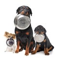 Rottweilers, chihuahua and food bowl