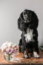 Portrait of a purebred russian spaniel in a studio. Black dog. Pink roses Royalty Free Stock Photo