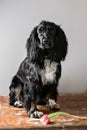 Portrait of a purebred russian spaniel in a studio. Black dog. Pink tulip Royalty Free Stock Photo