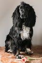 Portrait of a purebred russian spaniel in a studio. Black dog. Pink tulip Royalty Free Stock Photo