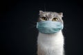 Portrait purebred scottish fold cat with doctor mask pure breed dark background