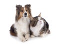 shetland dog ans maine coon cat Royalty Free Stock Photo