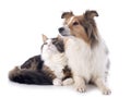 shetland dog ans maine coon cat Royalty Free Stock Photo