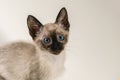 Portrait of purebred Siamese cat with blue eyes sitting on white background. Eight weeks young cute Thai kitten. Close up Concepts Royalty Free Stock Photo