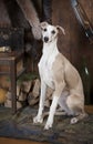 Portrait of purebred Whippet hunting dog Royalty Free Stock Photo