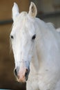 Portrait of a purebred white Arabian horse on black background. Royalty Free Stock Photo