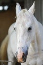 Portrait of a purebred white Arabian horse on black background. Royalty Free Stock Photo