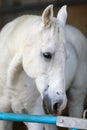 Portrait of a purebred white Arabian horse on black background. Royalty Free Stock Photo