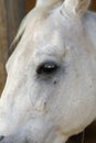 Portrait of a purebred white Arabian horse on black background. Royalty Free Stock Photo