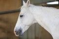 Portrait of a purebred white Arabian horse on black background. Royalty Free Stock Photo