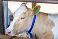 Portrait of purebred white beige cow with white eyelashes. Modern farming