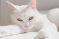Portrait of purebred white cat with yellow eyes. Japanese Bobtail cat lies on white surface and looks directly into