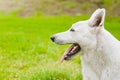 Portrait Purebred White Swiss Shepherd in profile on green grass Royalty Free Stock Photo