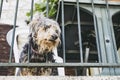 Portrait of a purebred yorkshire dog at the balcon Royalty Free Stock Photo