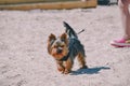 Portrait of a purebred yorkshire terrier on the beach, walkers in the background