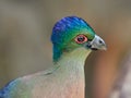 Portrait of Purple-crested turaco & x28;Tauraco porphyreolophus& x29; Royalty Free Stock Photo