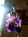 Portrait Purple Iris bloom with  filtered light close up. Royalty Free Stock Photo