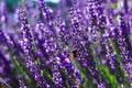 A portrait of a purple lavender flower with a bumblebee hanging on the side of it part of a big bush standing in a blurred field