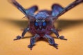 Portrait of a purple moth on light background Royalty Free Stock Photo