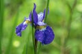 Portrait of Purple Siberian Iris flower with dewdrops. Royalty Free Stock Photo