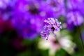 A portrait of a purpletop vervain flower. The flowers are very small, grouped, purple and beautiful. They are also called verbena Royalty Free Stock Photo