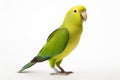 Portrait of Quaker parrot isolated on a white background. Side view Royalty Free Stock Photo