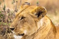 Portrait of the Queen of Savannah from Africa. Masai Mara, Kenya Royalty Free Stock Photo