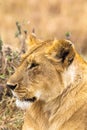 Portrait of the Queen of Savannah from Masai Mara. Kenya, Africa Royalty Free Stock Photo