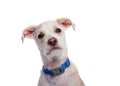 Portrait of a quizzical terrier puppy wearing blue collar Royalty Free Stock Photo