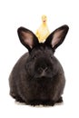 Portrait of a rabbit with a duckling on his head Royalty Free Stock Photo