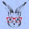 Portrait of Rabbit with glasses. Royalty Free Stock Photo