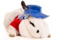 Portrait of a Rabbit wearing blue hat